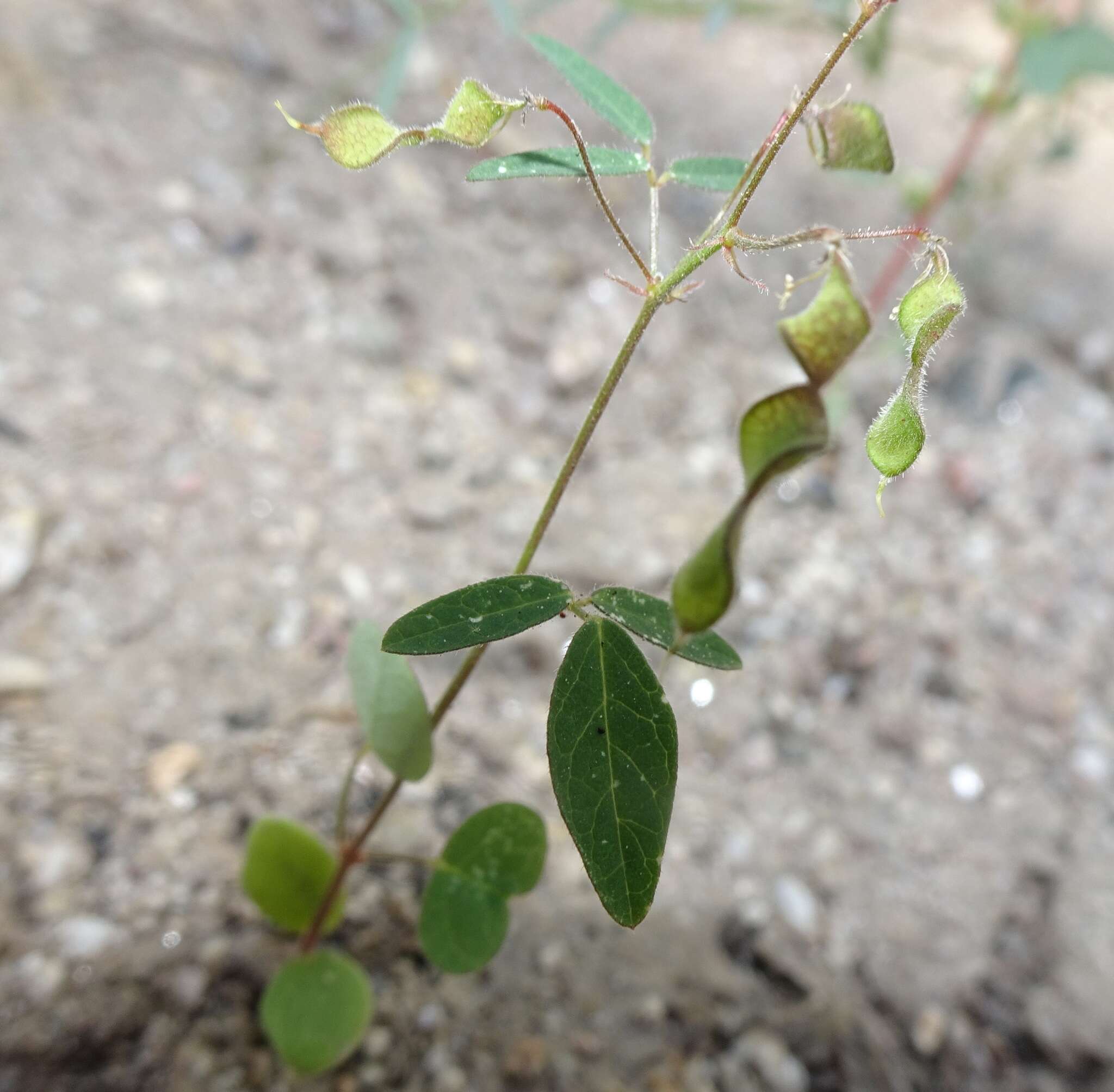 Image of western trailing ticktrefoil