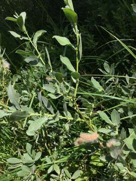 Image of mountain willow