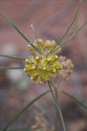 Image de Asclepias rusbyi (Vail) R. E. Woodson