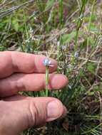 Sisyrinchium campestre E. P. Bicknell的圖片