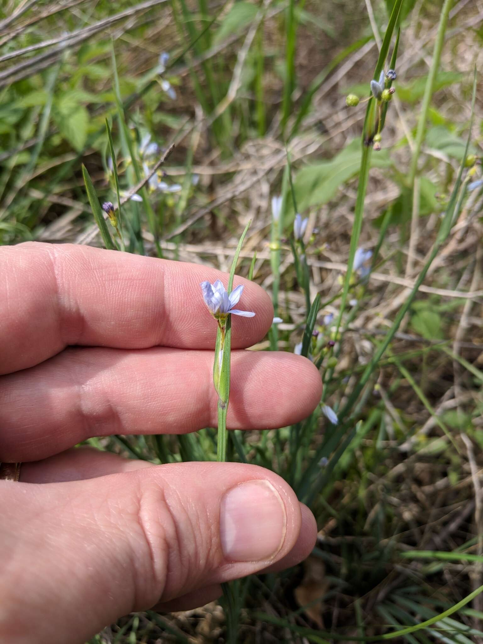 Imagem de Sisyrinchium campestre E. P. Bicknell