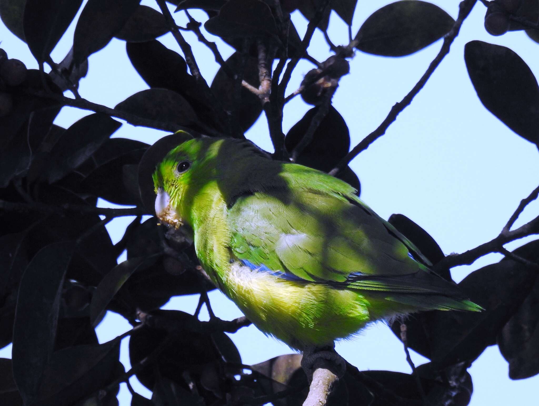 Image of Blue-winged Parrotlet