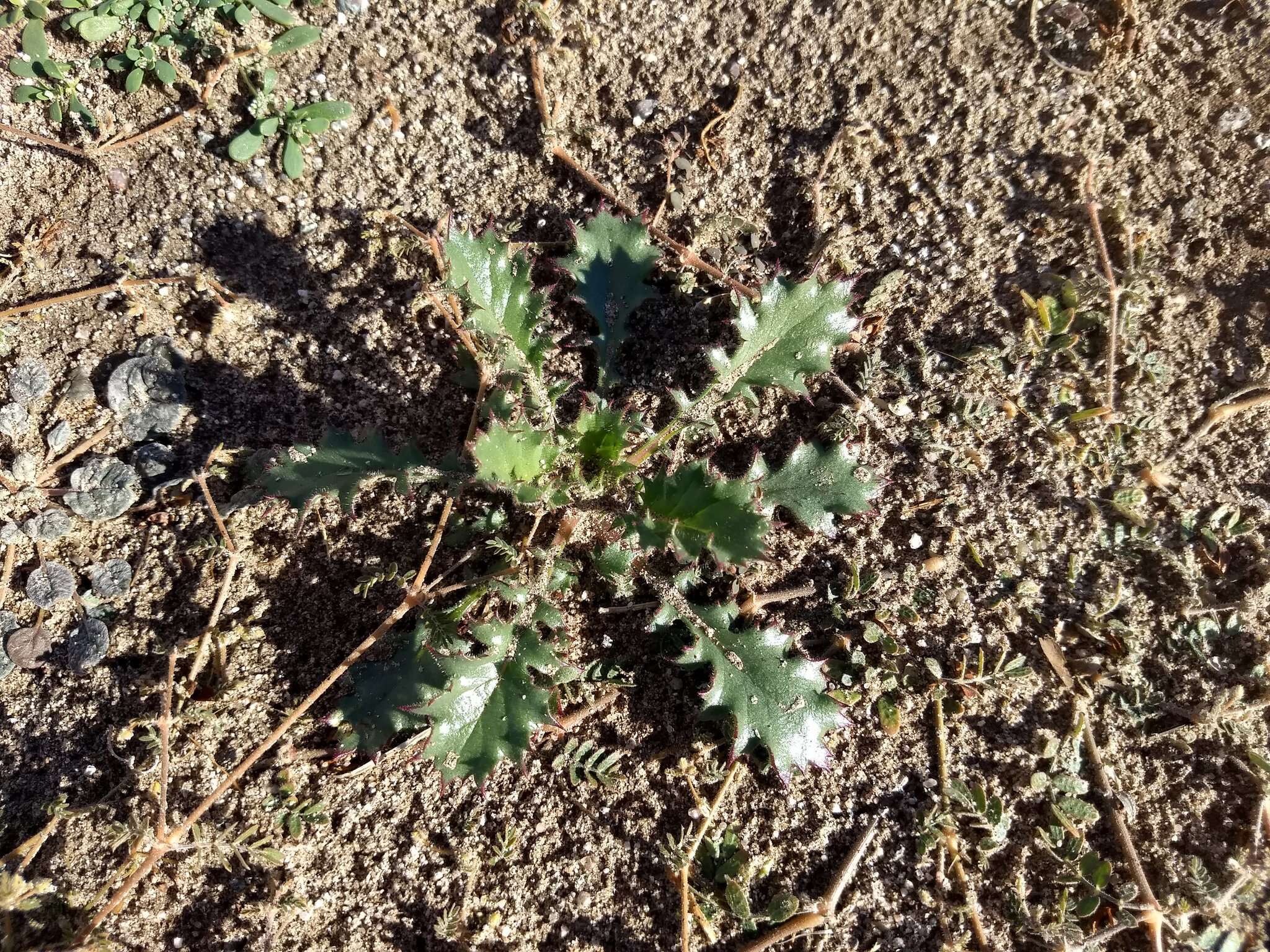 Image of broadleaf gilia