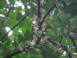 Sivun Dysoxylum pettigrewianum F. M. Bailey kuva