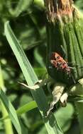 Image of black & red squash bug