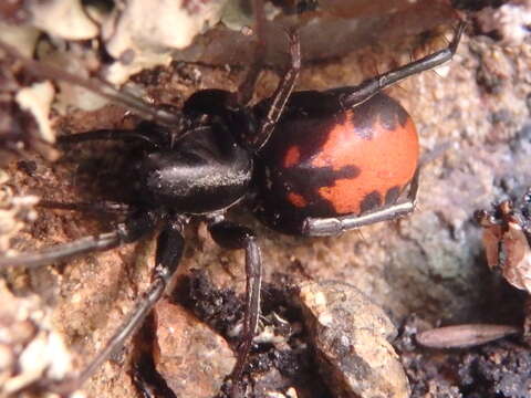 Image of Castianeira walsinghami (O. Pickard-Cambridge 1874)