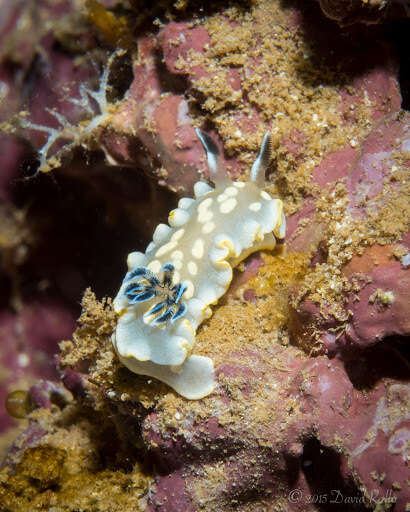 Image of Ardeadoris tomsmithi (Bertsch & Gosliner 1989)