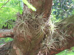 Image of Tillandsia didisticha (É. Morren) Baker