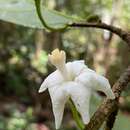 Image of Quararibea penduliflora (A. St.-Hil.) K. Schum.