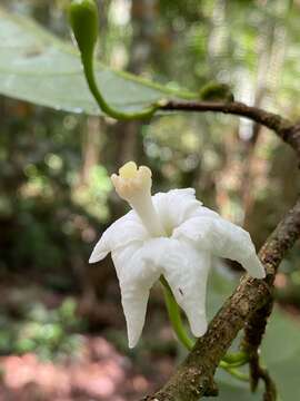 Plancia ëd Quararibea penduliflora (A. St.-Hil.) K. Schum.