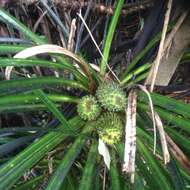 Freycinetia banksii A. Cunn. resmi