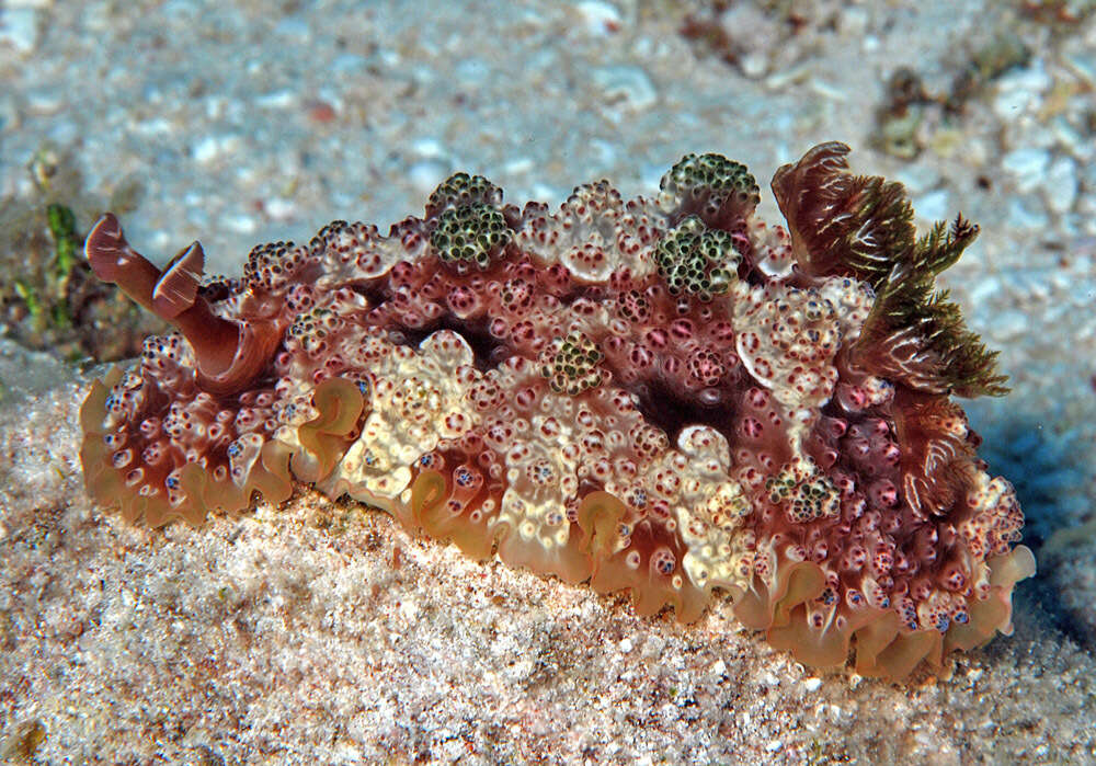 Image of Dendrodoris tuberculosa (Quoy & Gaimard 1832)