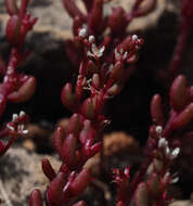 Sivun Sedum microcarpum (Sibth. & Sm.) S. Schönland kuva