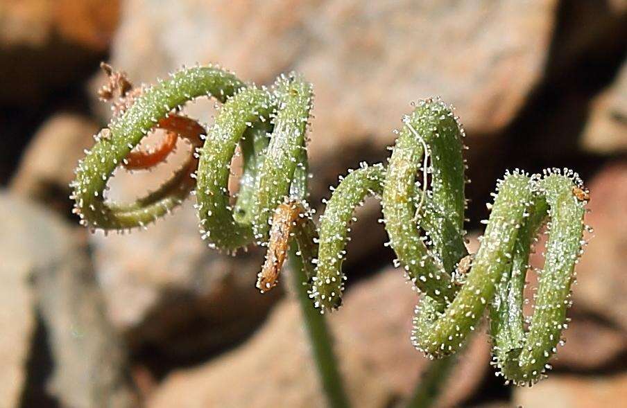 Imagem de Albuca viscosa L. fil.