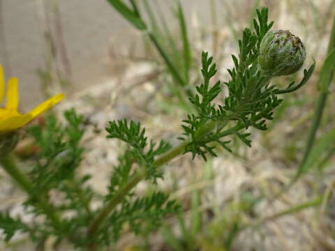 Image of Anacyclus radiatus Loisel.