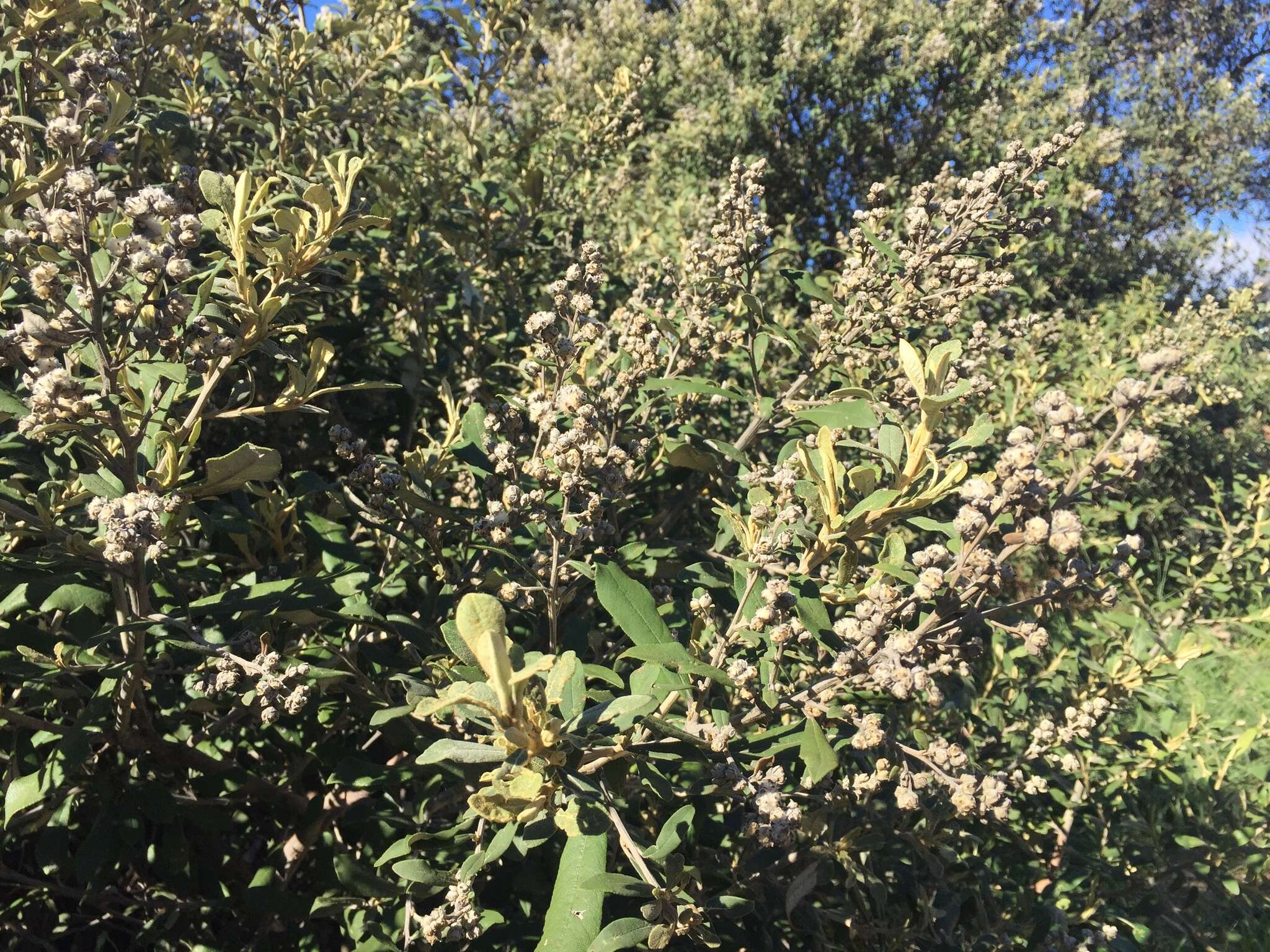 Image of Camphor bush