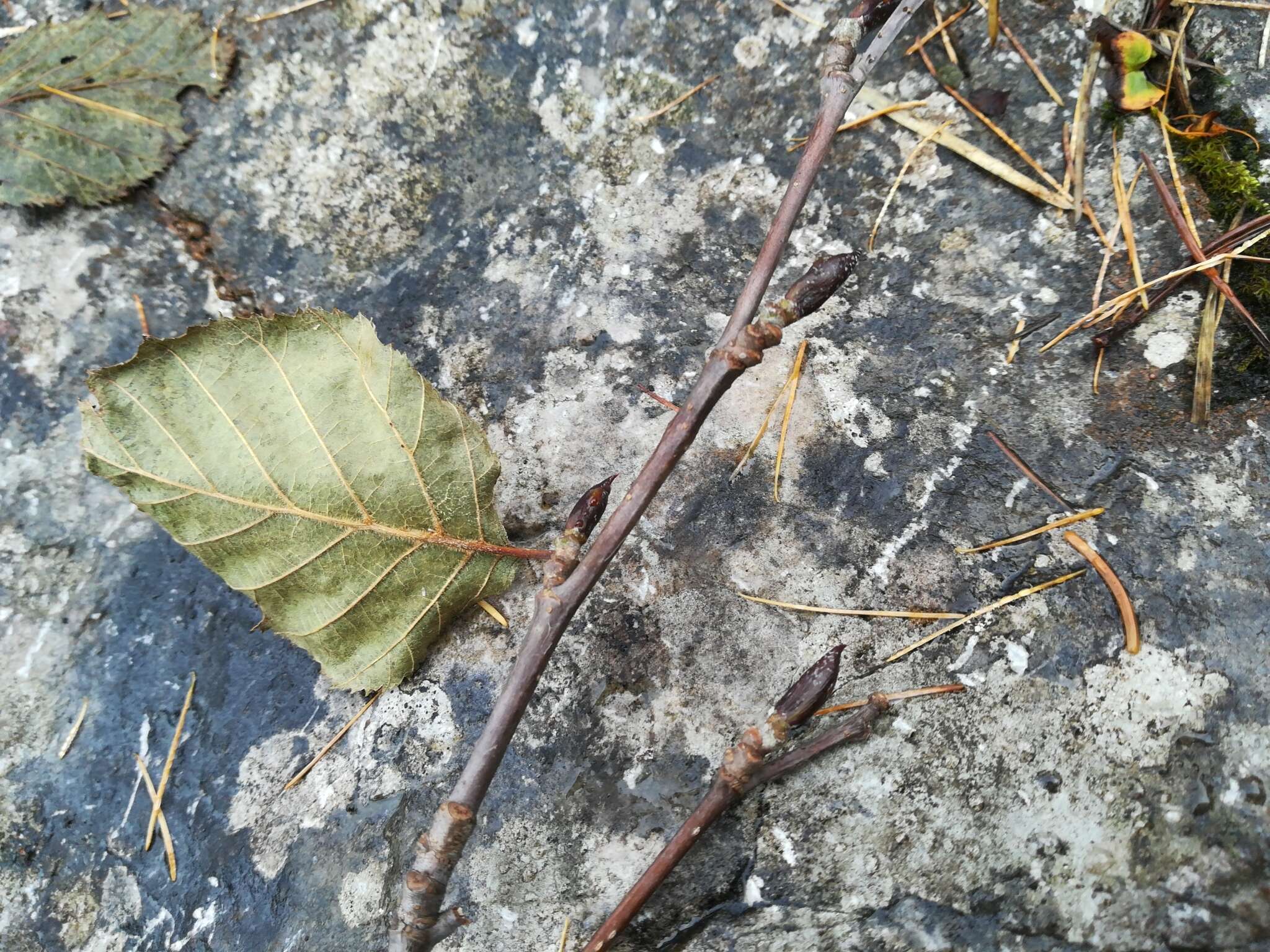 Image of Green Alder