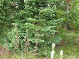 Image of noble fir