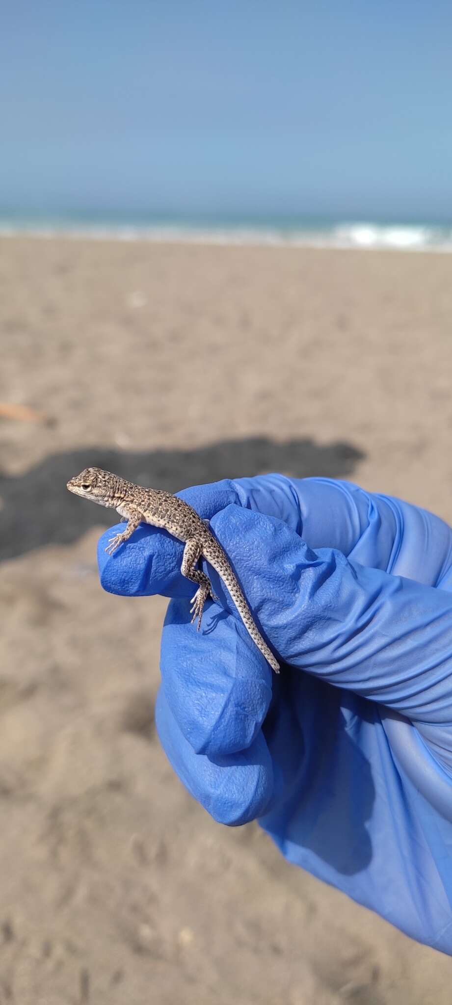 Image of Tschudi's Pacific Iguana