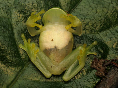 Image of Magdalena Giant Glass Frog