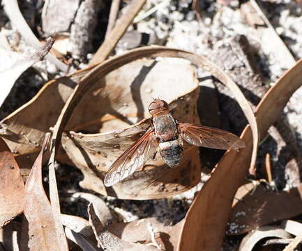 Image of Ligyra punctipennis (Macquart 1850)