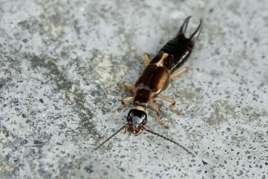 Image of African earwig