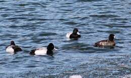 Image of Lesser Scaup