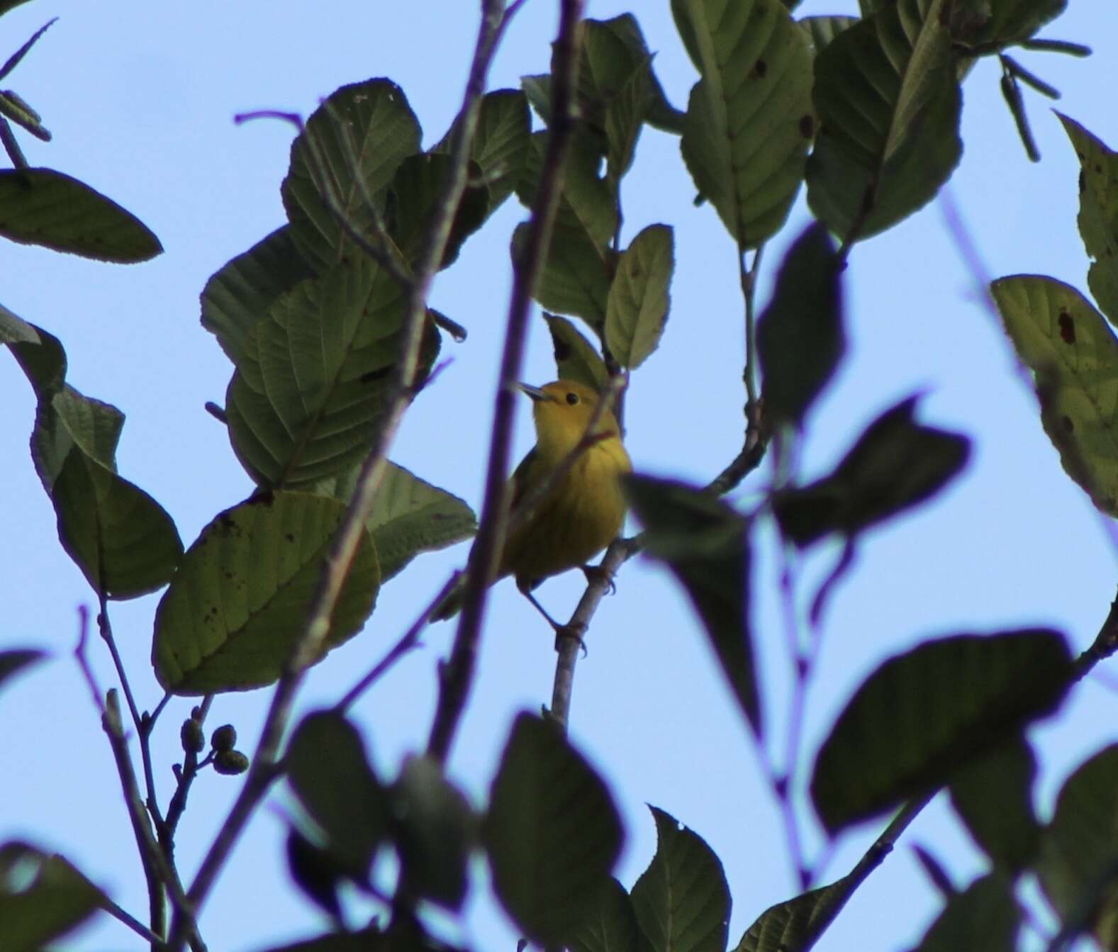 Image of Setophaga petechia aestiva