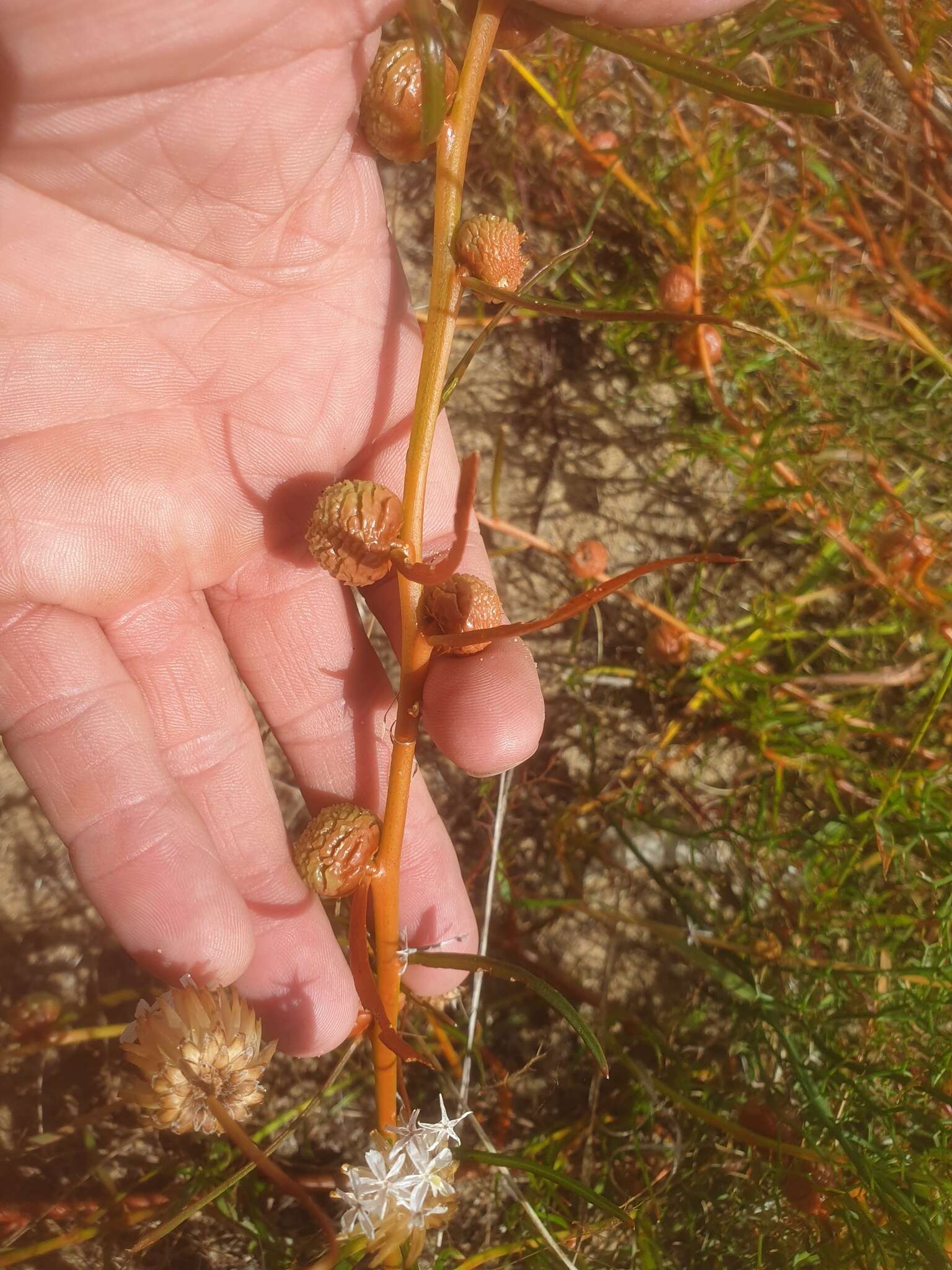 صورة Tersonia cyathiflora (Fenzl) A. S. George ex J. W. Green