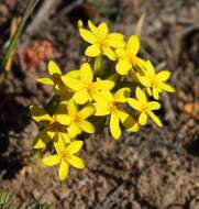 Image of Sebaea exacoides (L.) Schinz