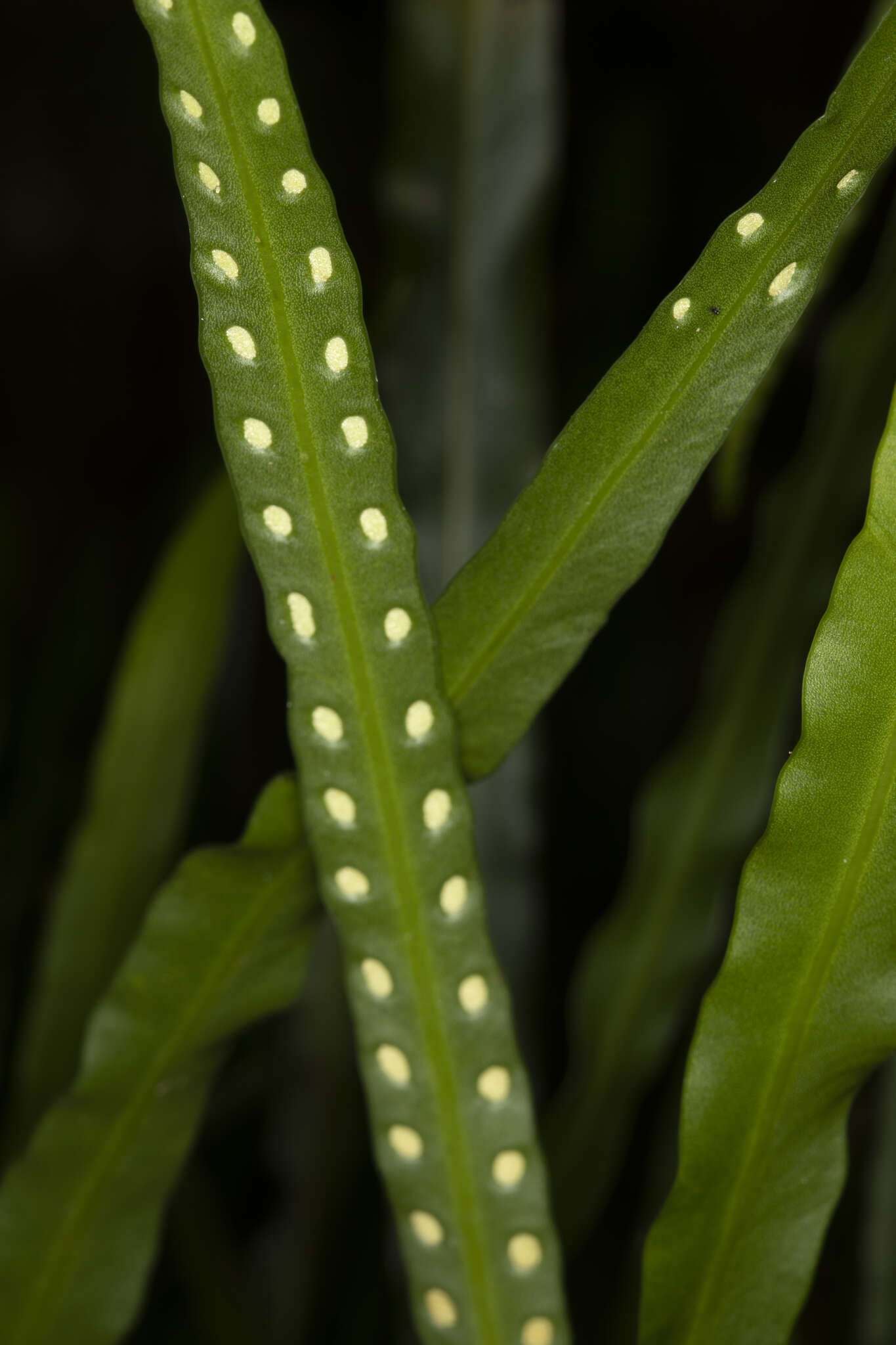 Image of Dictymia brownii (Wikstr.) Copel.