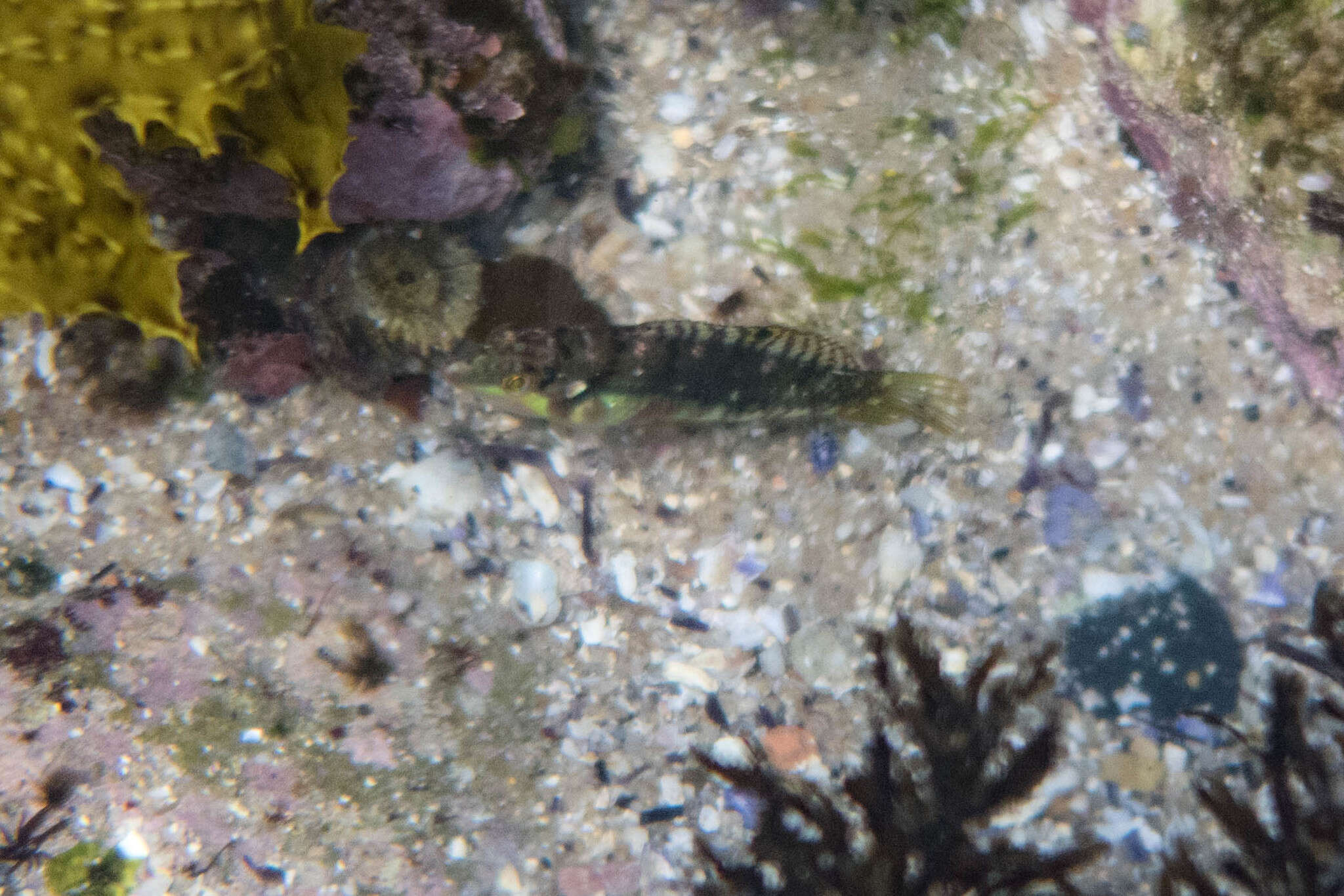 Image of Clouded rainbow fish