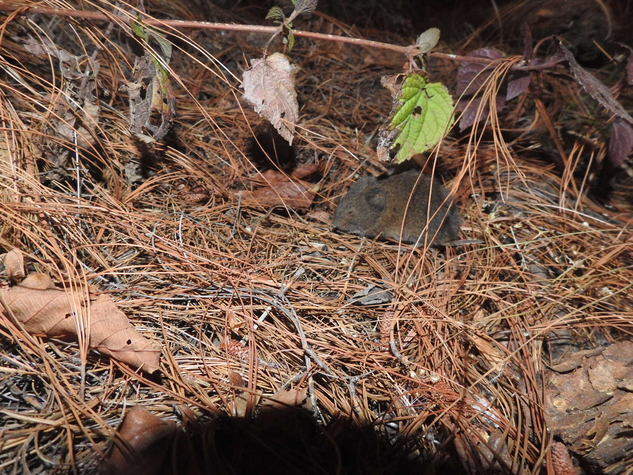 Image of Mexican vole