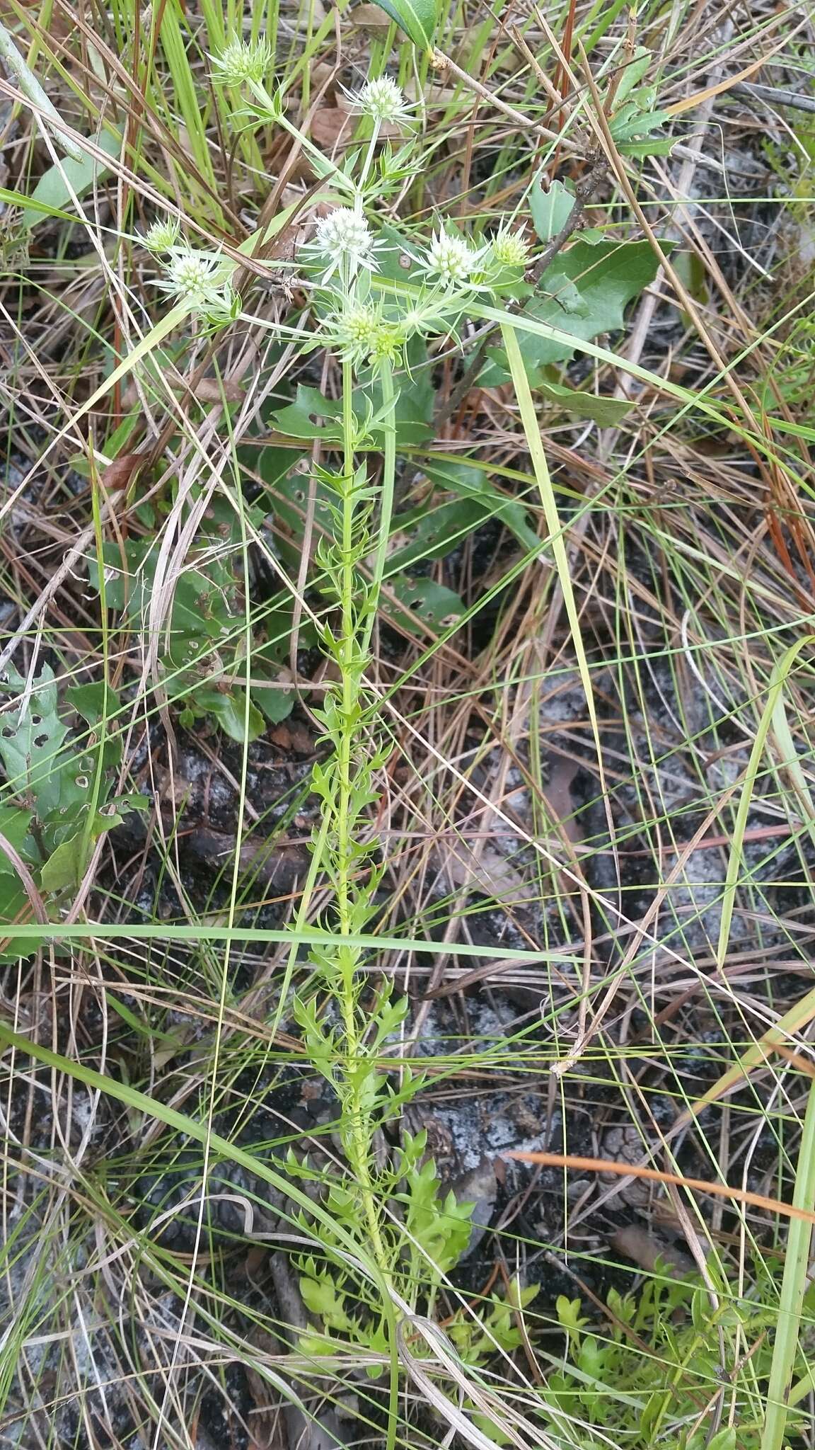 Eryngium aromaticum Baldw. resmi