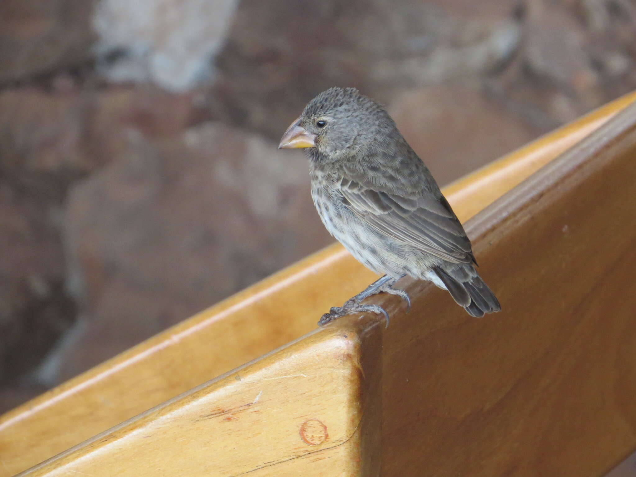 Image of Medium Ground Finch