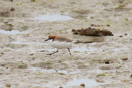 Image of Red-capped Dotterel