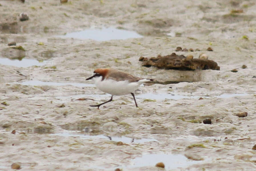 Image de Pluvier à tête rousse