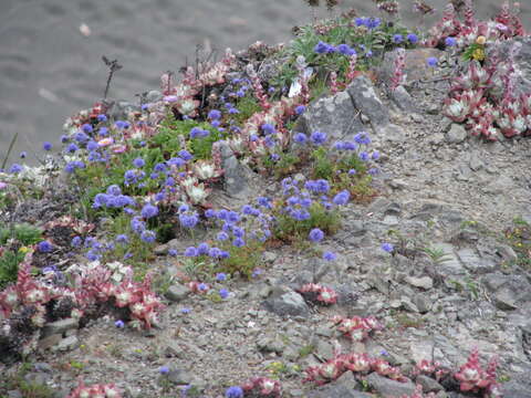 Image of bluehead gilia