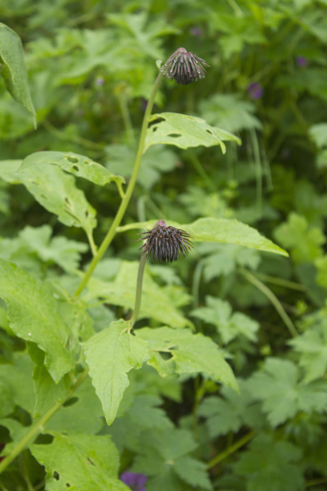 Jurinea auriculata resmi