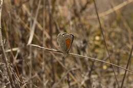 Слика од Pseudolucia chilensis (Blanchard 1852)