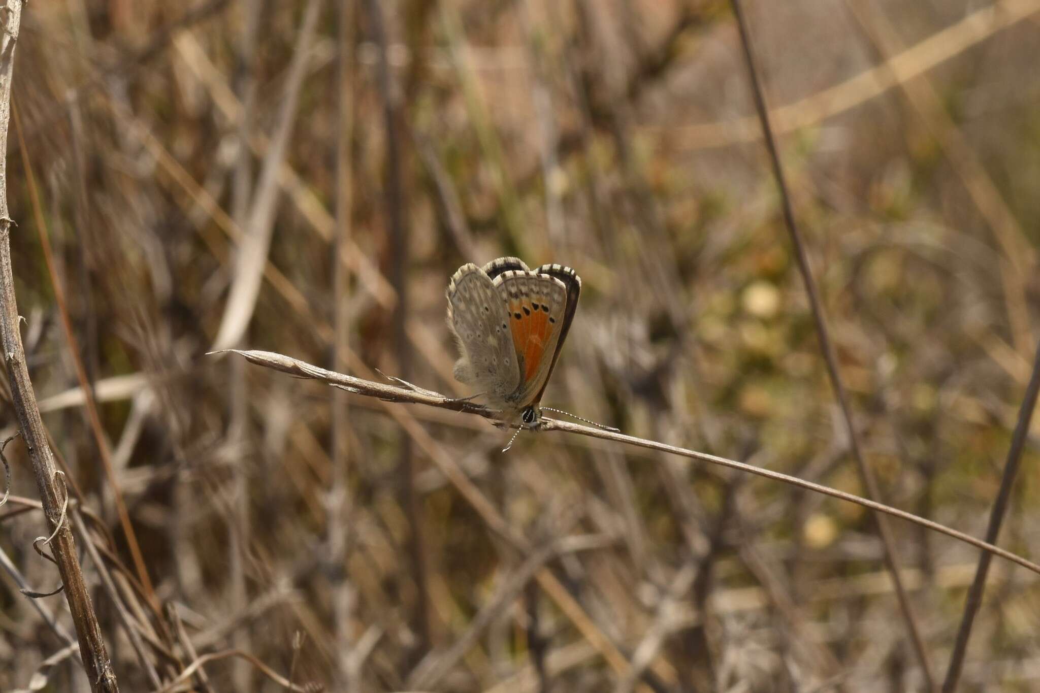 Слика од Pseudolucia chilensis (Blanchard 1852)