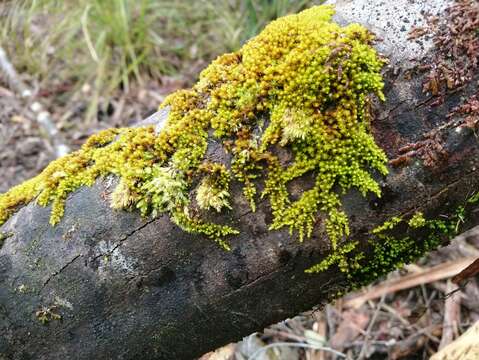 صورة Macromitrium archeri Mitten ex J. D. Hooker 1859