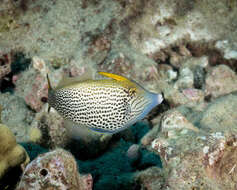 Image of Fantail filefish