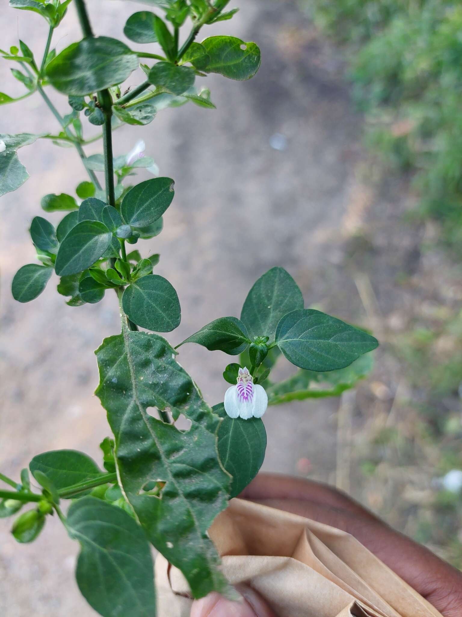 Image of Justicia protracta (Nees) T. Anders.