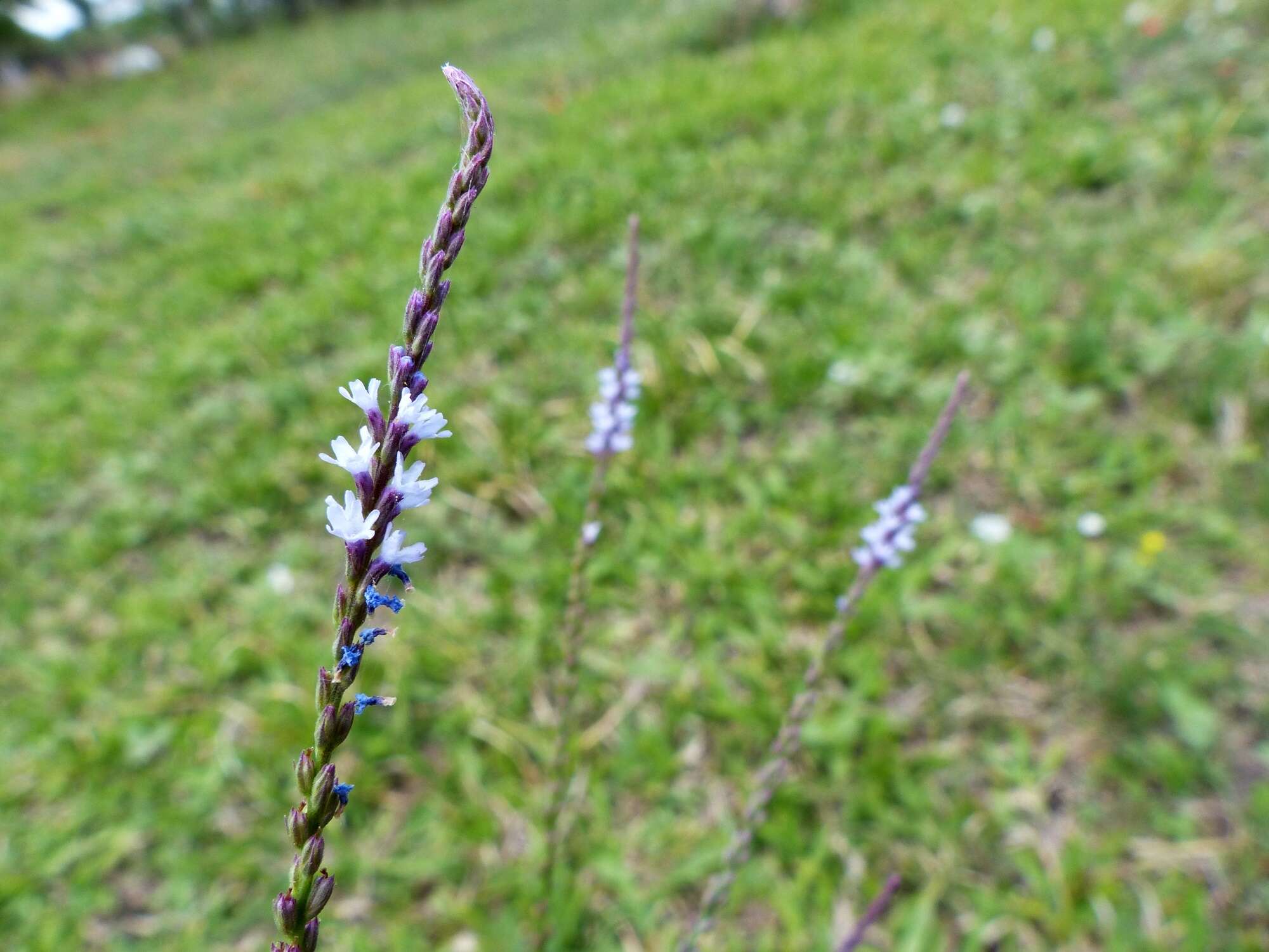 Image de Verbena gracilescens (Cham.) Herter