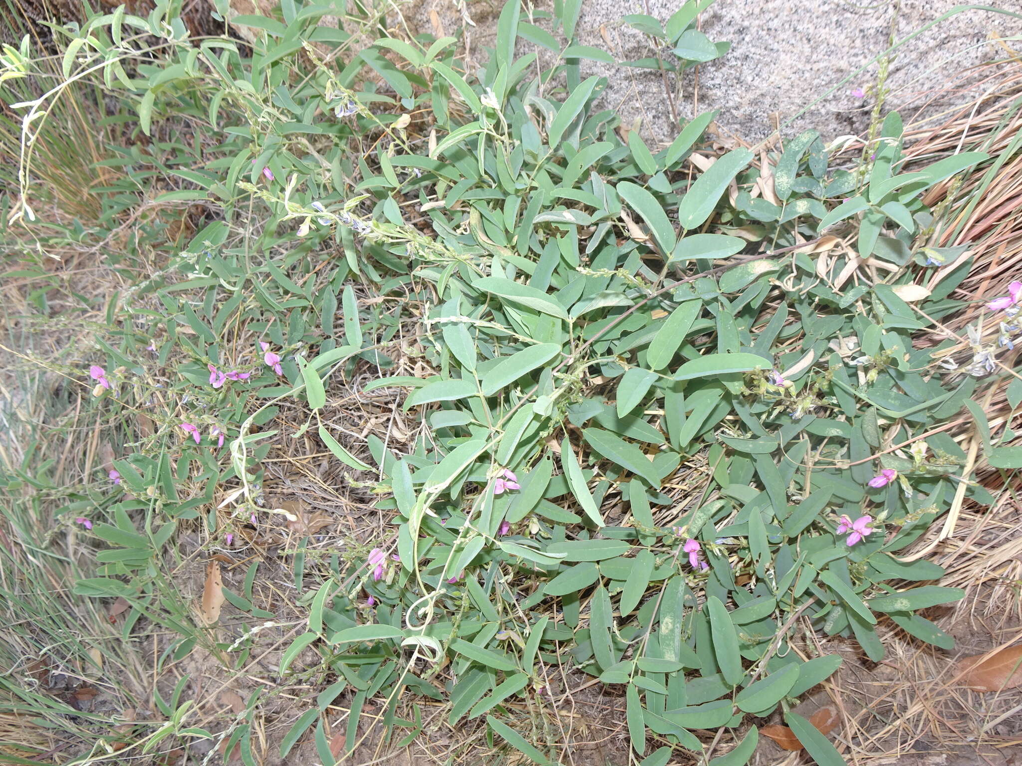 Image of Wright's milkpea