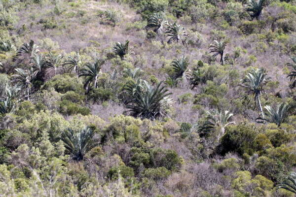 Image of Triangle palm