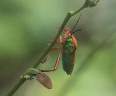 Plancia ëd Pycanum ochraceum Distant 1893