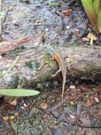 Image of Closed-litter Rainbow-skink