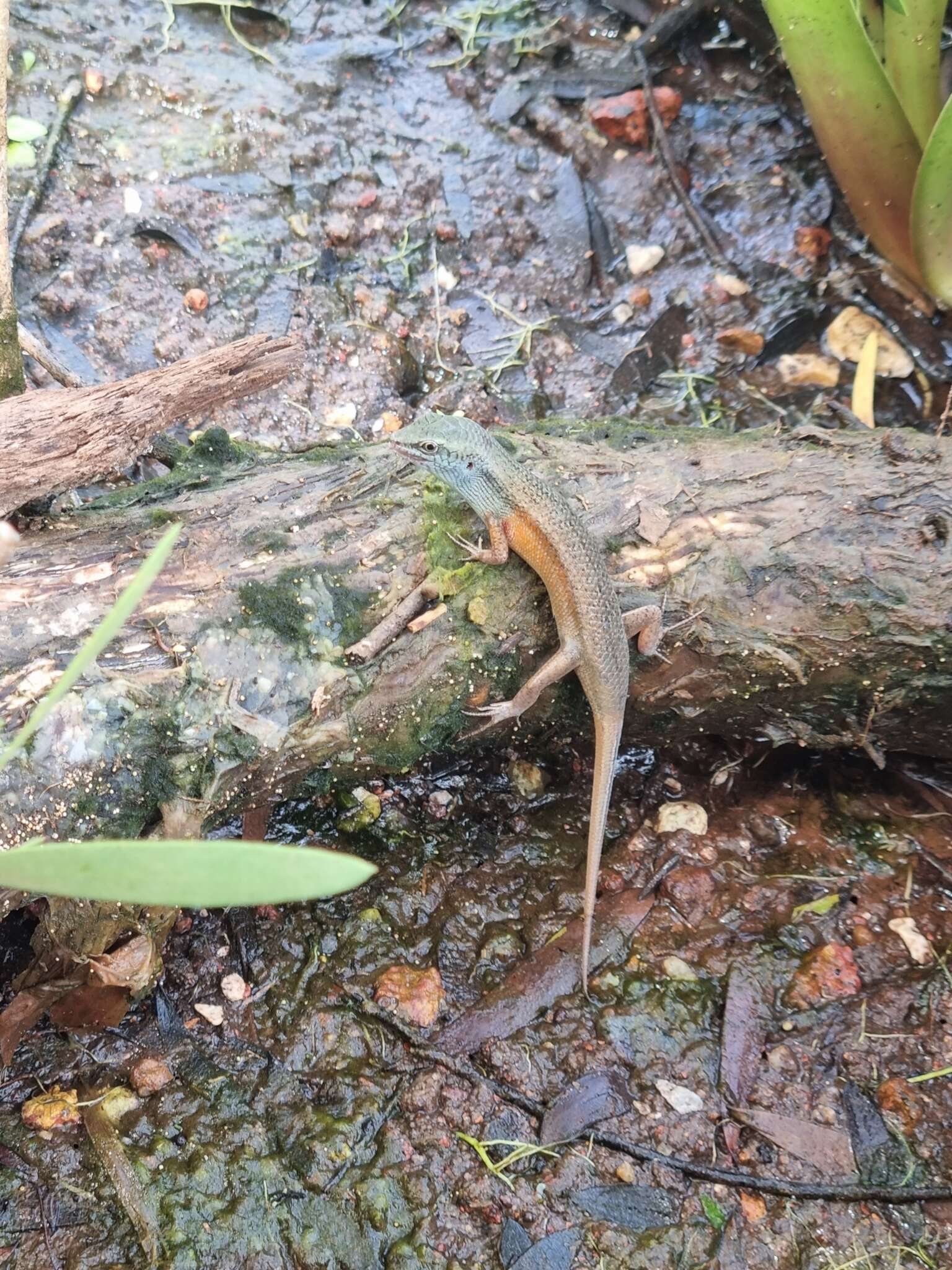 Image of Closed-litter Rainbow-skink